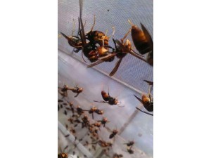 养蜂专用尼龙加厚纱网胡蜂网棚按尺寸定做结实寿命长