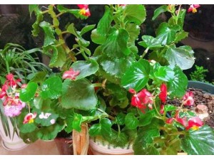 居家植物海棠花养殖方法